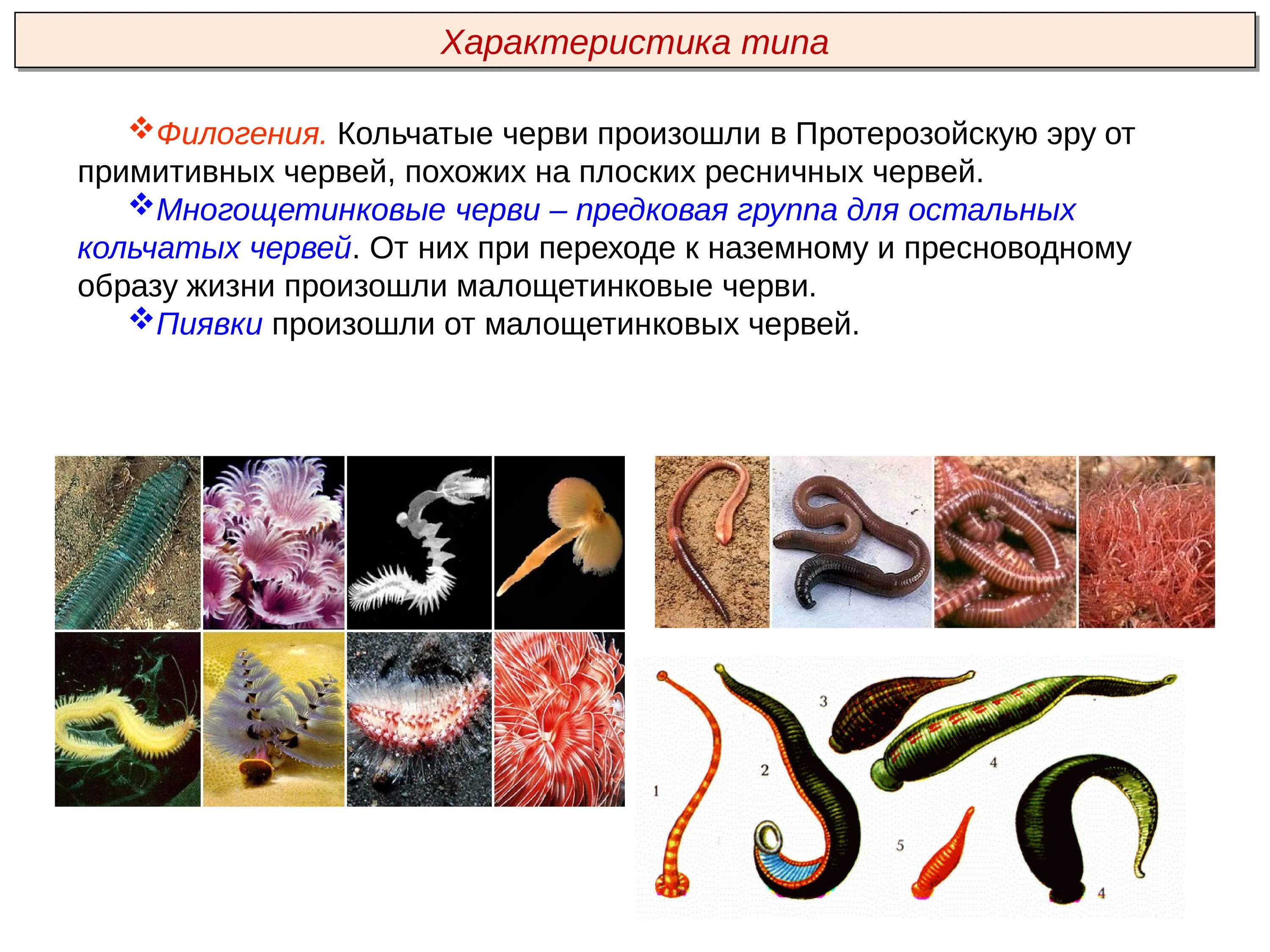 Общая характеристика типа круглые и кольчатые черви. Общая характеристика кольчатых червей. Кольчатые черви черви. Филогения круглых червей. Систематические группы кольчатых червей