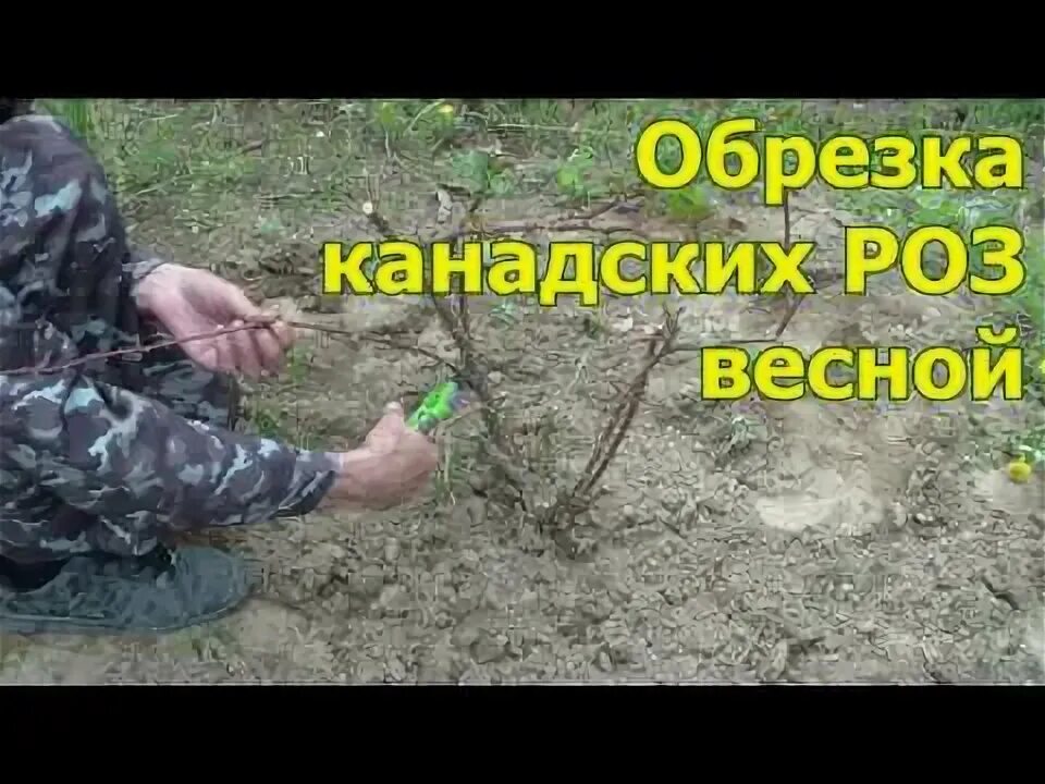 Обрезка плетистой розы фламентанц. Форзиция черенки. Осенняя обрезка роз. Обрезка плетистой розы весной. Формировка куста плетистой розы.