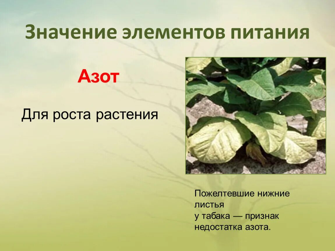 Значение элемента азота. Дефицит азота у растений. Недостаток азота у растений. Азот для растений. Избыток азота у растений.