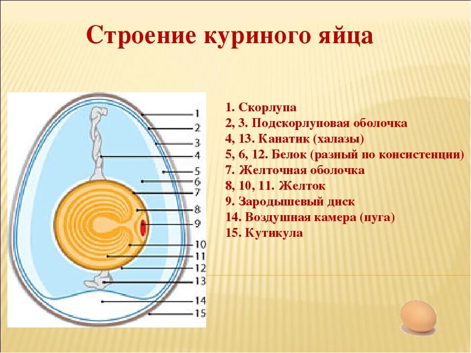 Особенности яйца птиц. Строение яйцеклетки яйца. Строение яйцеклетки куриного яйца. Канатики халазы строение и функции. Схема строения куриного яйца.