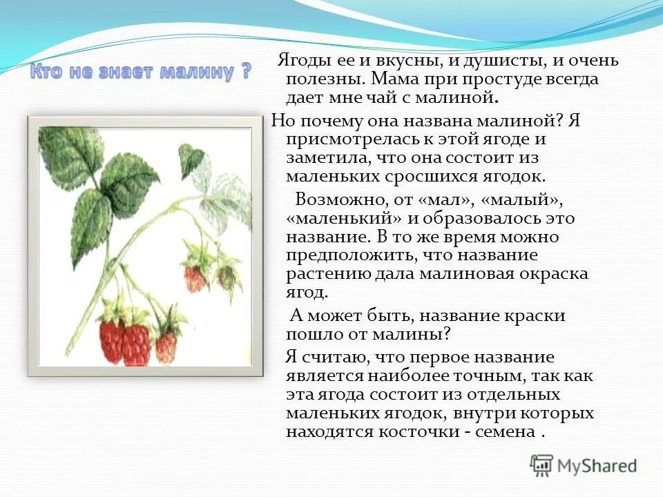 Душистая ягода текст