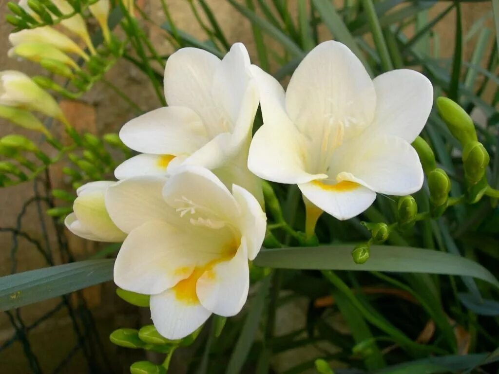 Фрезия цветок. Луковичный цветок фрезия. Фрезия (Freesia). Фрезия Дабл Вайт.