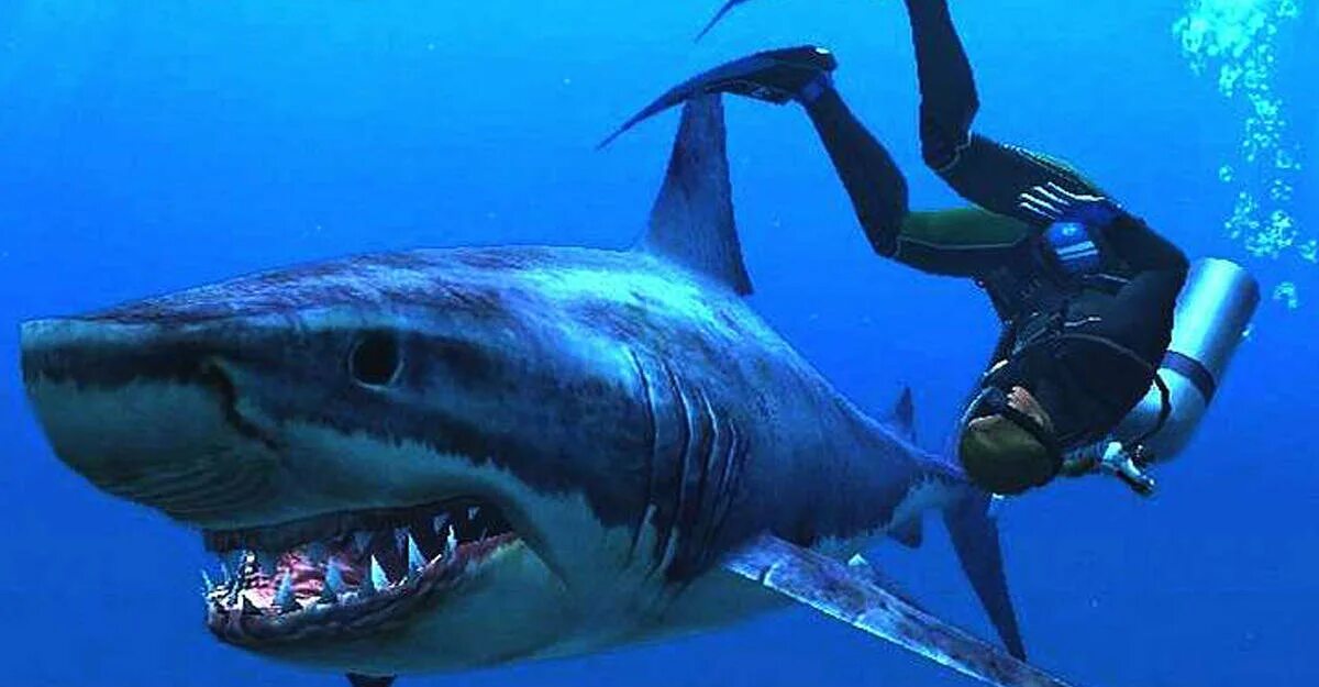 Акула мако опасна ли для человека. Акула мако. Акула акула мако. Акула мако в Египте. Акула мако и белая акула.