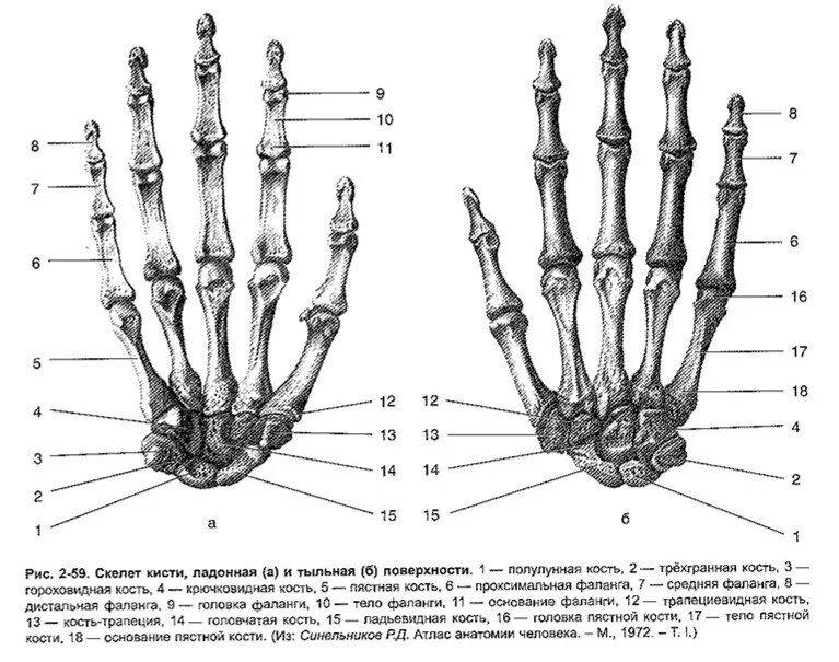 Кости запястья ладонная поверхность. Скелет кисти ладонная поверхность. Кости кисти вид спереди. Кости кисти ладонная поверхность анатомия. Поверхность запястья