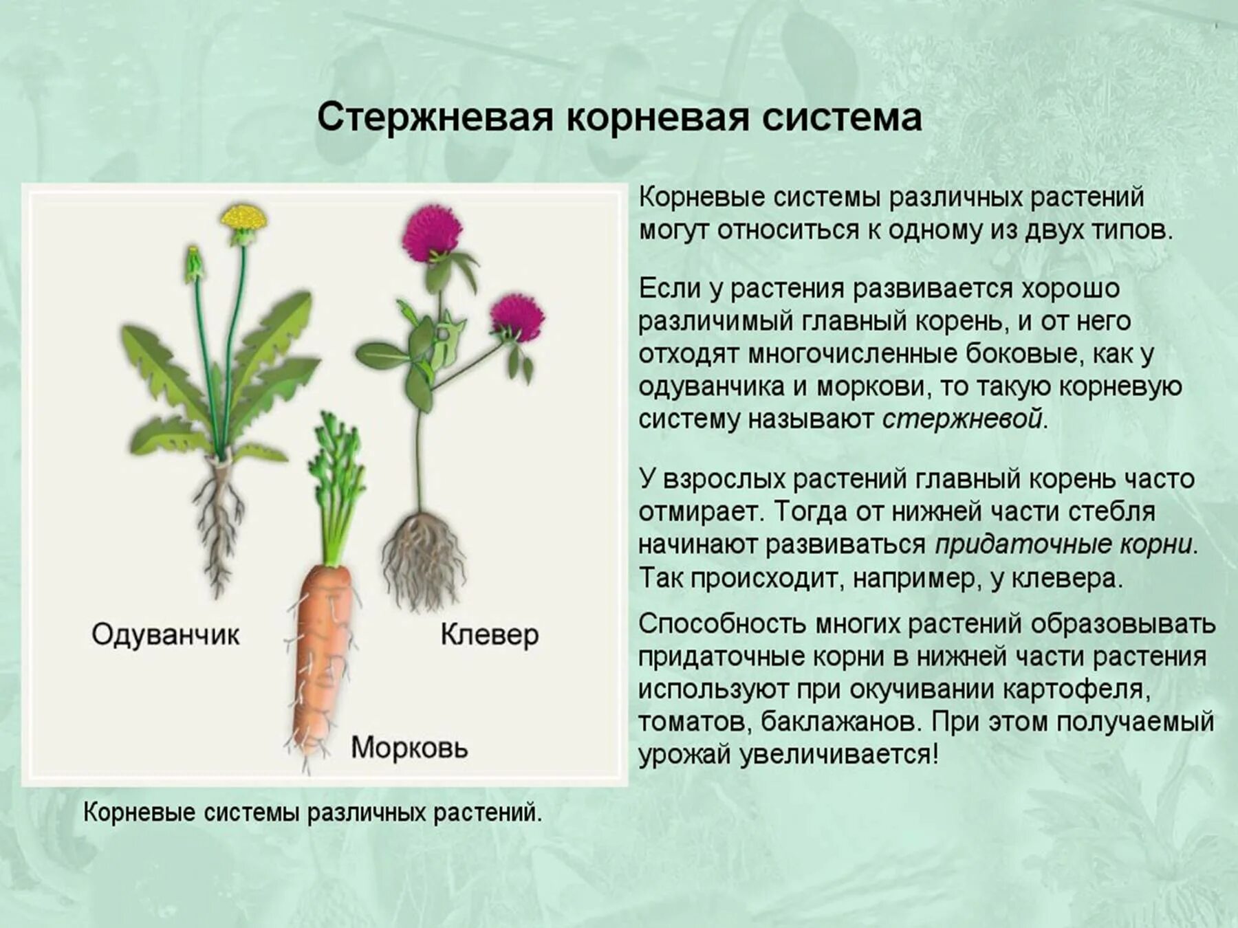 Стержневая система корня одуванчика. Растения со стержневой корневой системой. Растения со стержневым корнем. Растения с стержневой корневой системой примеры.