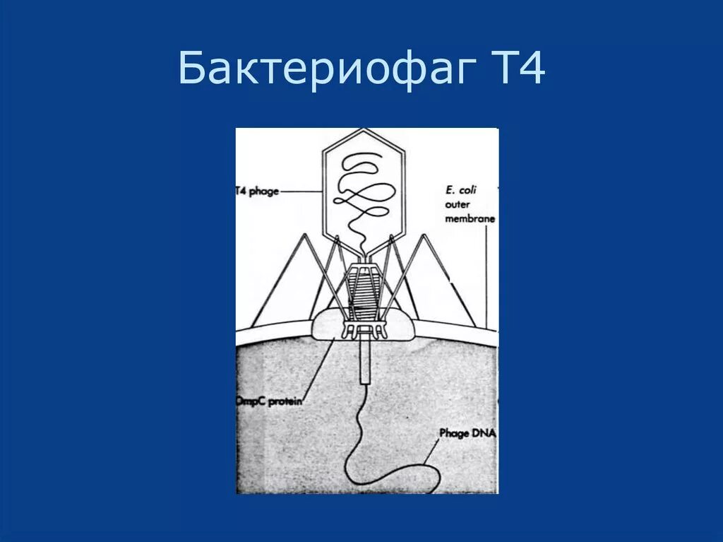 Наследственный аппарат бактериофага. Строение вируса бактериофага т4. Капсид бактериофаг т4. Фаг т4 строение. Бактериофаг т4 строение.