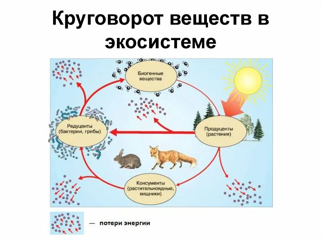 В естественной экосистеме круговорот веществ. Круговорот веществ в экосистеме схема. Круговорот Минеральных веществ в искусственных экосистемах. Схема круговорота веществ в экосистеме продуценты. Krugovorot Veshestv.