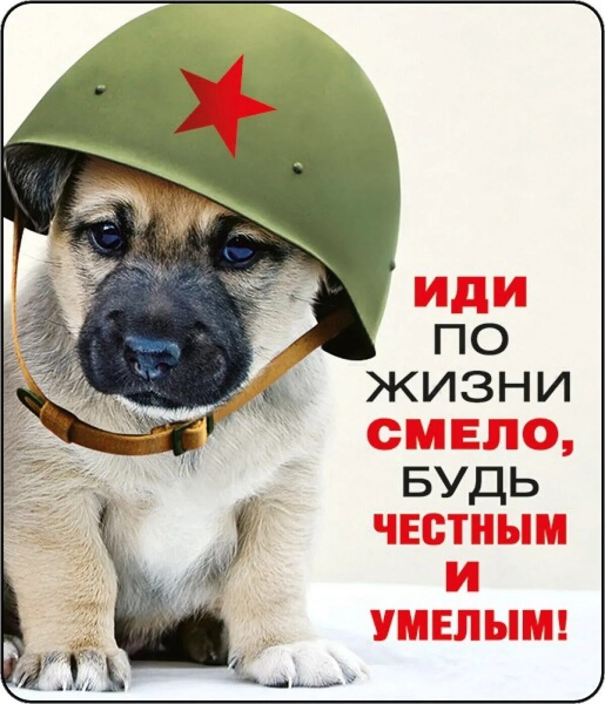 С днем защитника отечества с животными. С днем защитника отечества собака. с днем защитника отечества собачка. с днём защитников отечества с псом. открытки с днём защитника отечества с собаками.