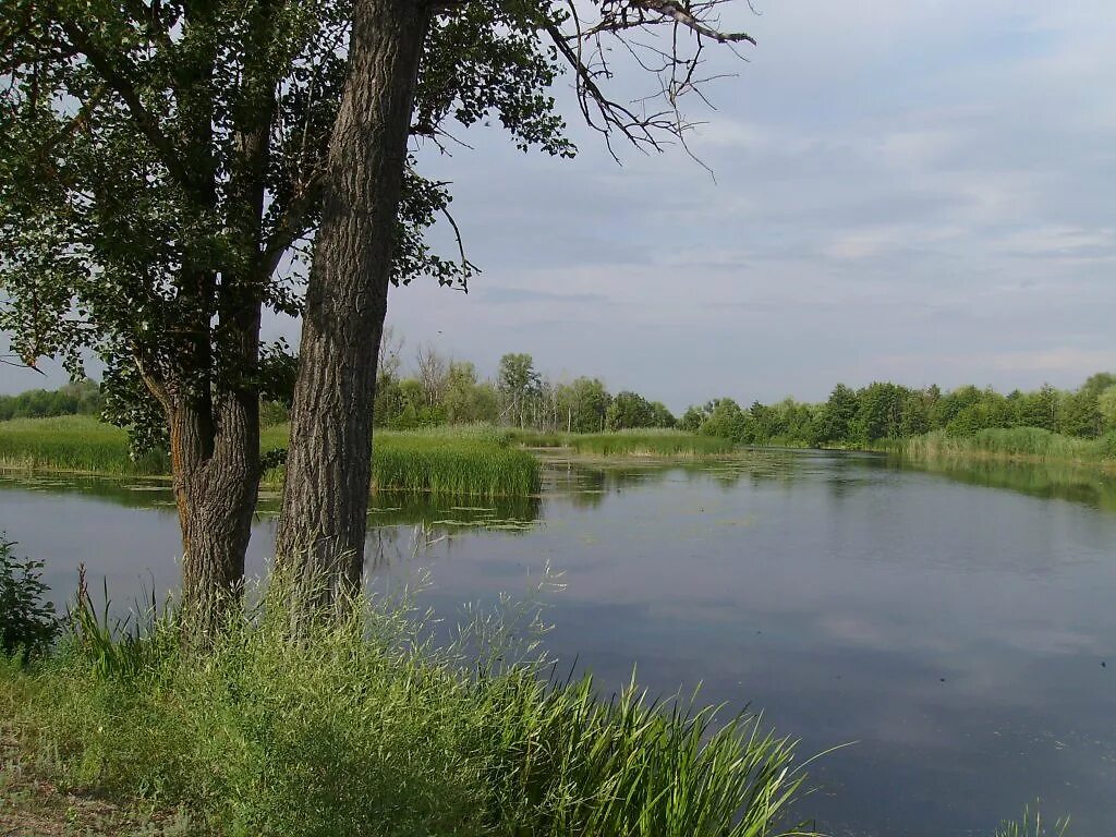 Старое русло реки Страдаловка. Старое русло реки Липовица. Старое русло реки Чаткал. Старые русла рек.