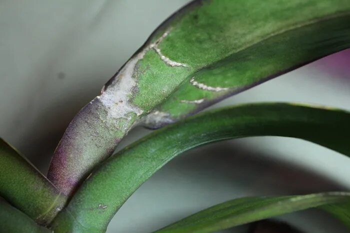 Трипсы на орхидеях. Трипсы на орхидеях. Трипсы на орхидеях. Диффенбахия трипсы. Хлорофитум трипсы.