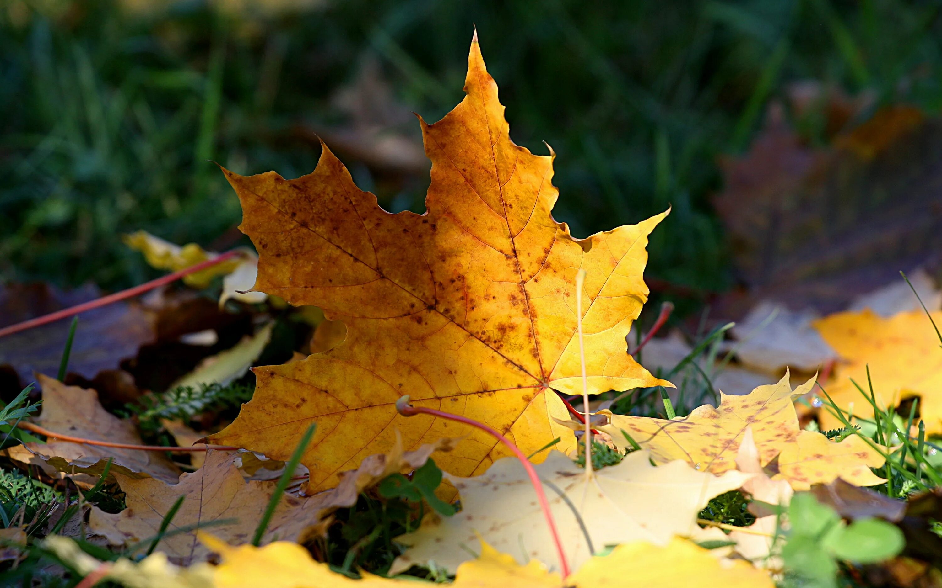 Осень листья похожие. Осенние листья. Кленовый лист. Желтый лист. Желтый лист клена.