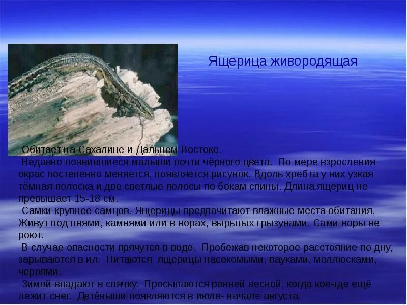 Эндемики россии растения. Курильский заповедник фауна. Эндемики сахалина. Эндемики сахалина. Эндемики сахалина.