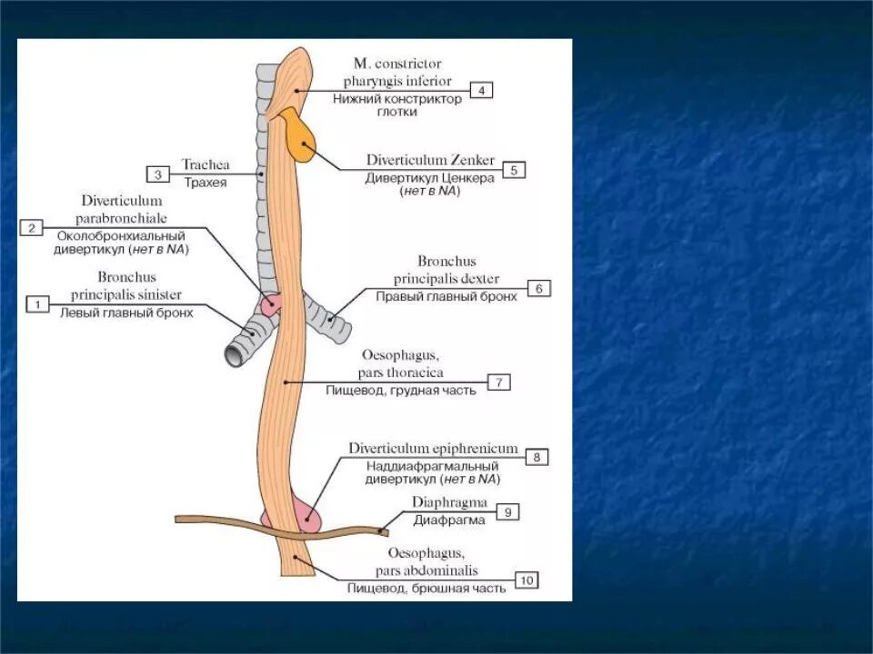 Пищевод расположен на уровне. Анатомические сужения пищевода латынь. Сужения пищевода анатомия. Дивертикулы пищевода по локализации. Дивертикулы пищевода классификация.