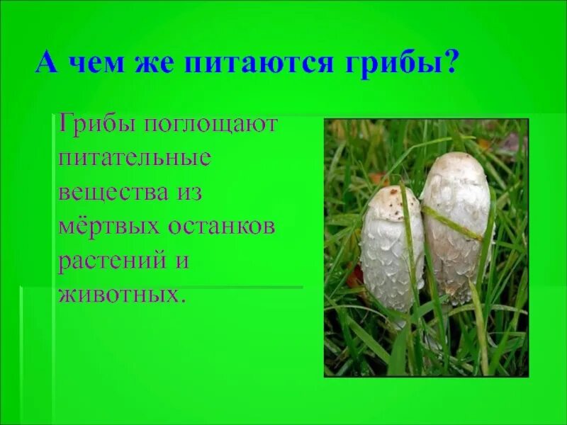 Питательные вещества содержащиеся в грибах. Чем питаются грибы. Как грибы поглощают питательные вещества. Питательные грибы. Питательные вещества грибов.