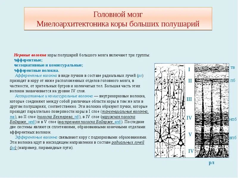 Слои коры полушарий. Полоска Бехтерева миелоархитектоника. Цитоархитектоника коры головного мозга гистология.