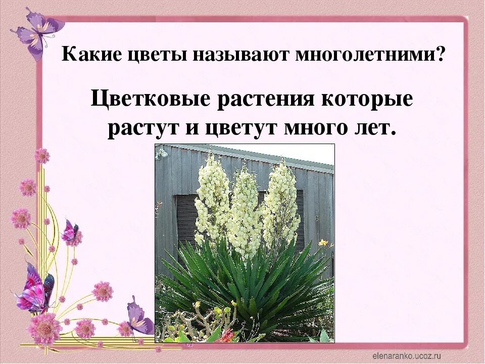 Многолетние цветковые растения. Комнатные цветочные многолетники. Многолетние растения презентация. Виды многолетних цветов.