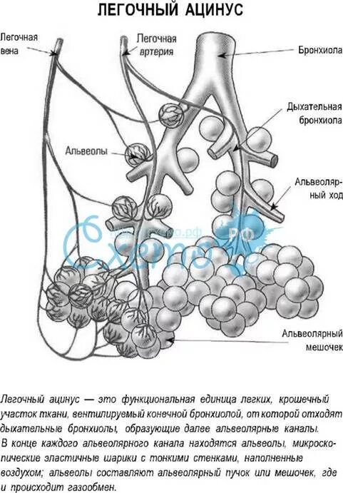 Рисунок альвеолы легких. Структурная единица легких ацинус. строение легочного ацинуса. строение ацинуса легкого анатомия. легочный ацинус анатомия.
