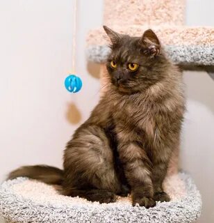 Кошки 9 месяцев