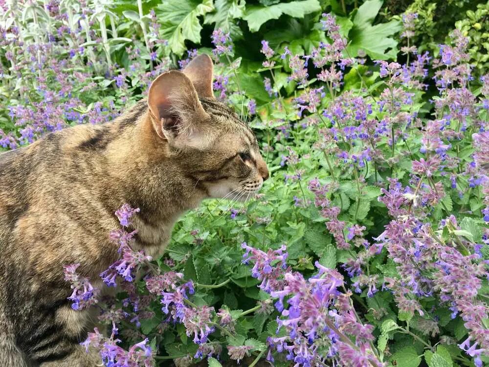 Котовник Кошачья мята. Котовник кошачий (мята Кошачья). Котовник бархат. Котовник Базилио. Кошачья мята где купить