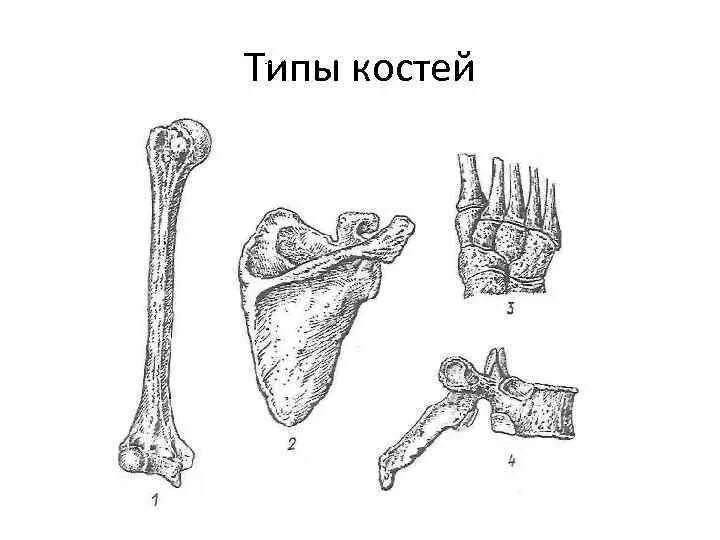 Кости скелета и типы костей. Классификация костей скелета человека схема. Типы костей губчатые трубчатые. Типы костей человека без подписей. Ковид кости