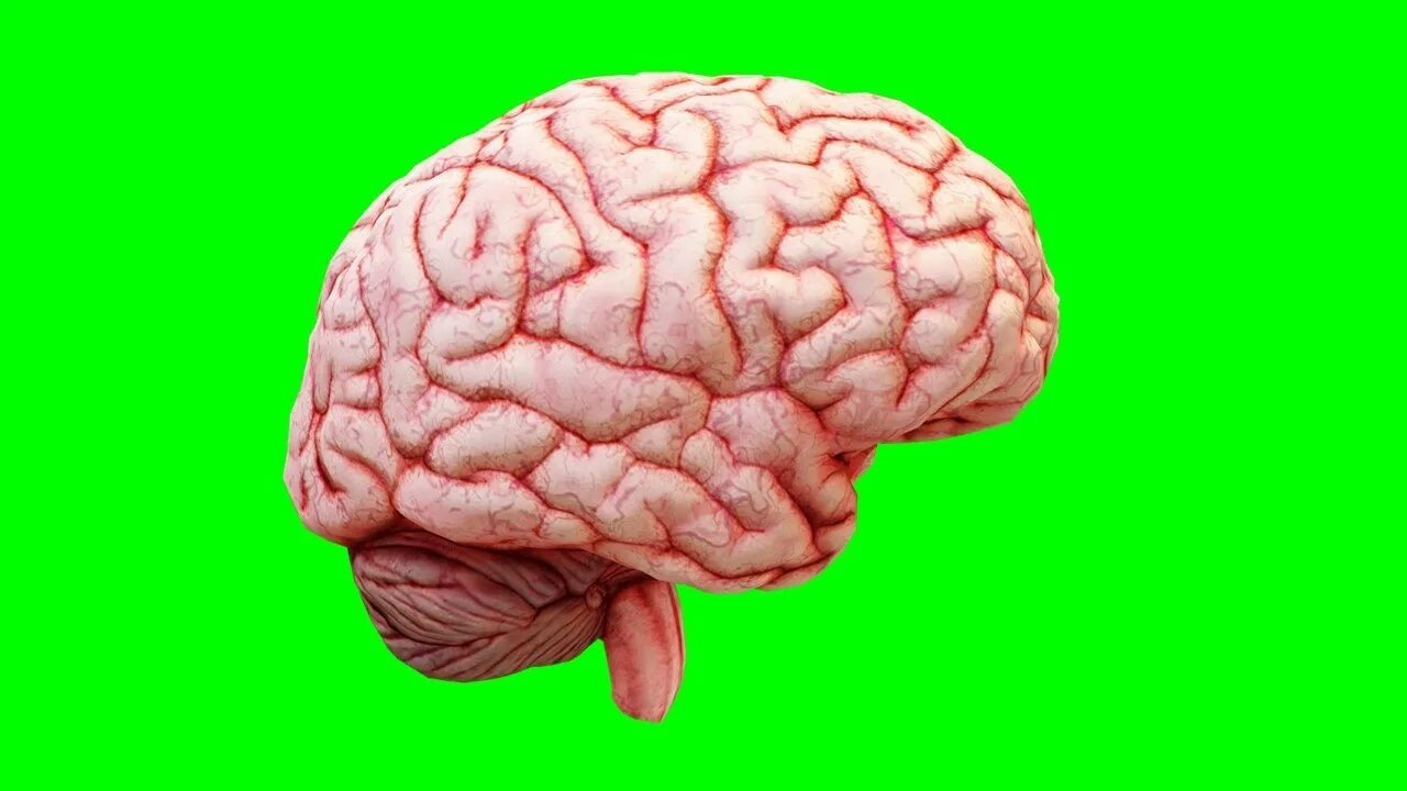 Скрин мозга. Мозг футаж. Мозг анимация. Мозг Green Screen. Green brain