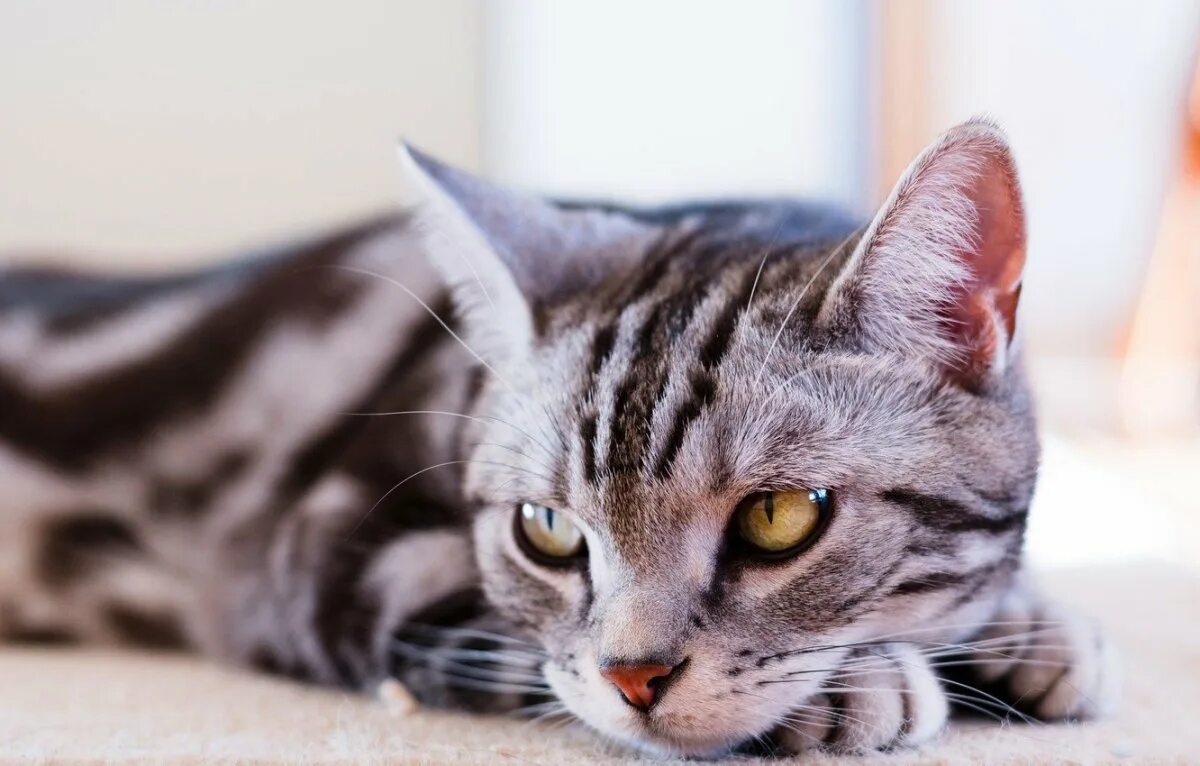 Кошка в полоску порода. Американская короткошерстная кошка полосатая. Американская короткошерстная табби. Британский кот полосатый. Британский короткошерстный кот полосатый.