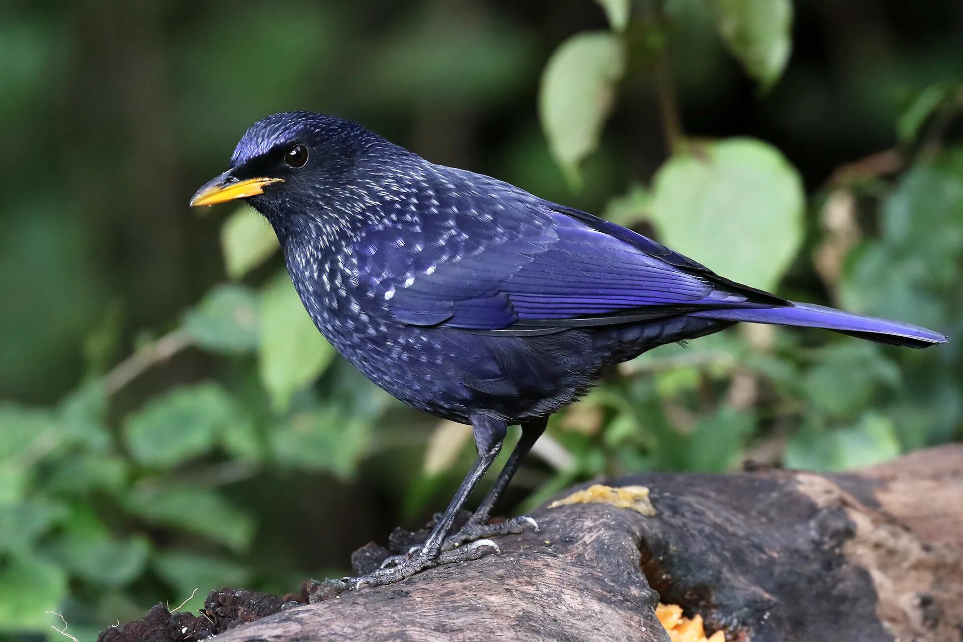 Т синяя птица. Синяя птица лиловый Дрозд. Лиловый Дрозд (Myophonus caeruleus). Myophonus caeruleus caeruleus. Myophonus птицы Азии.