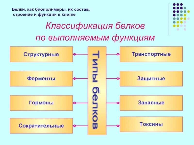 Биополимеры состоят. Биополимеры белки строение функции. Белки как биополимеры. Белки как биополимеры строение. Белки как биополимеры структура.