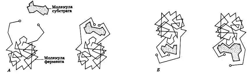 Активная группа фермента. Гипотеза индуцированного соответствия. Фермент субстратный комплекс. Амилаза субстрат фермента. Рисунок 1.5. Механизм индуцированного соответствия..