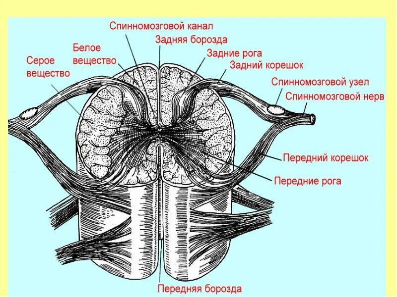 Центральный спинномозговой канал. Спинной мозг строение спинномозговой узел. Борозды спинного мозга анатомия. Строение спинного мозга продольный разрез. Срез спинного мозга строение.