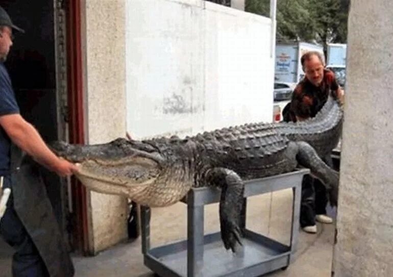5 метровый. Крокодил Джо Флорида. Самый большой крокодил.