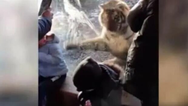 Покажи видео нападение. Тигр напал на человека в зоопарке.