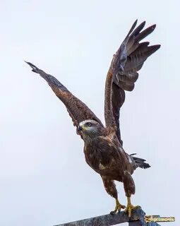 Коршун из санкт петербурга