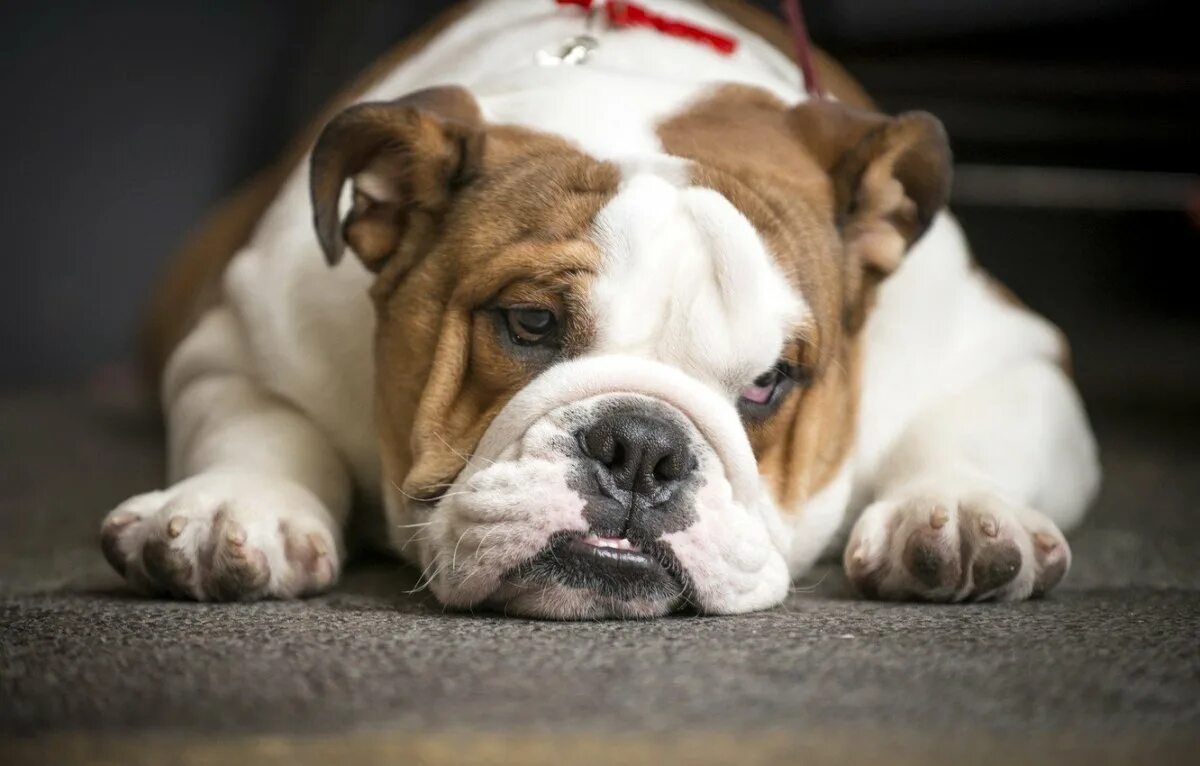 Где бульдог. Где бульдог. Континентальный бульдог. Где бульдог. Британский бульдог щенок.