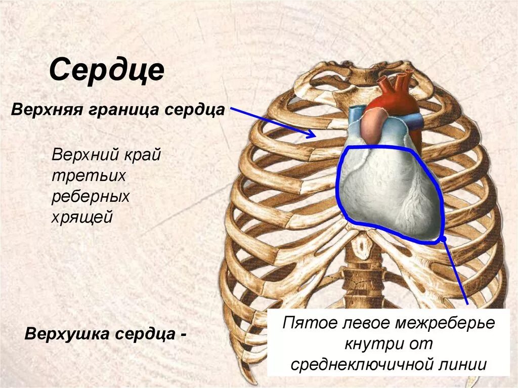 Где расположена верхнее. Грудино реберная поверхность сердца анатомия. Верхушка сердца. Верхушка сердца топография. Строение сердца верхушка.