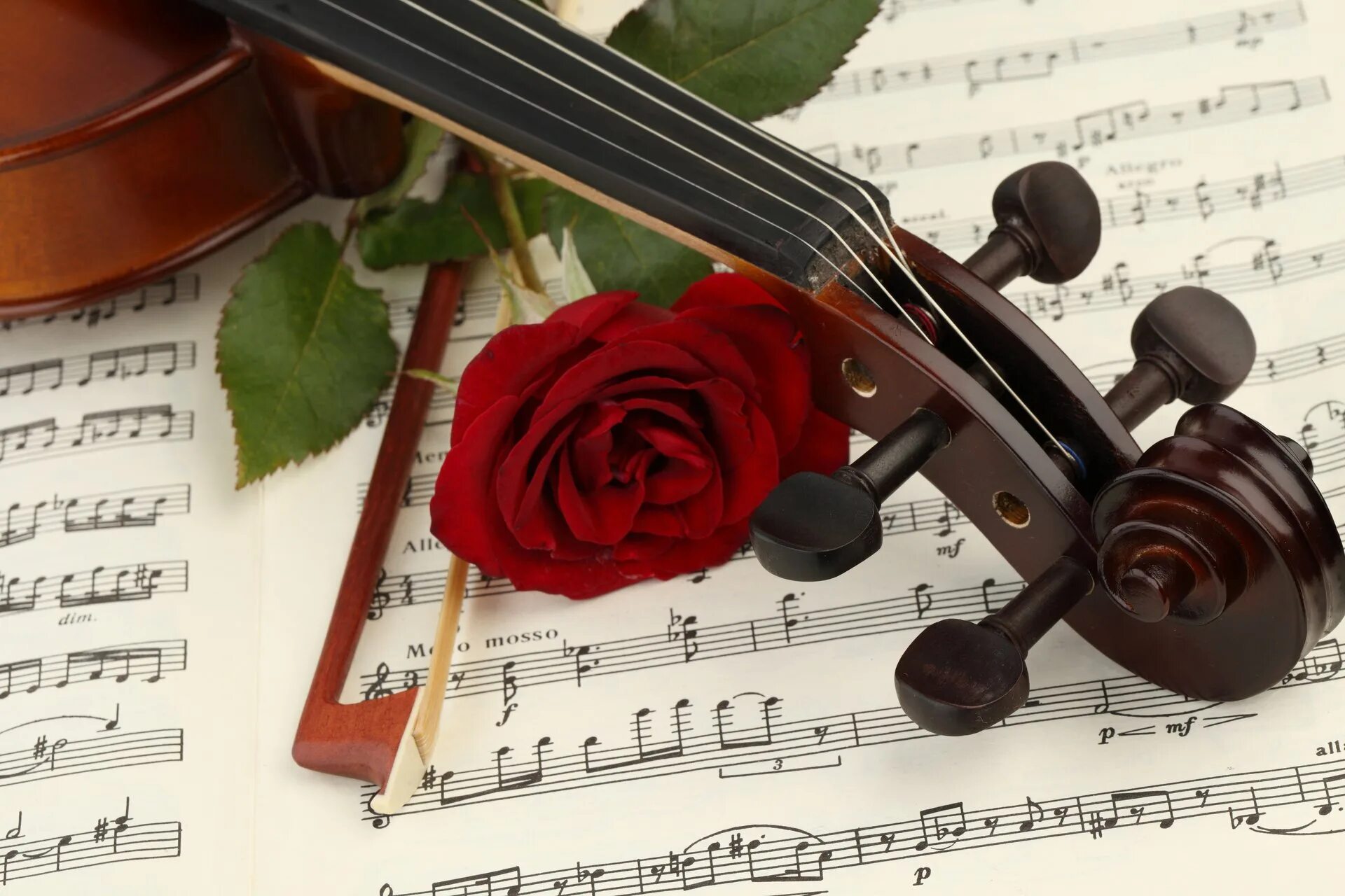 Музыкальная открыточка. Цветы для музыканта. Музыкальные инструменты романтизма. Музыкальные картинки. Скрипка.