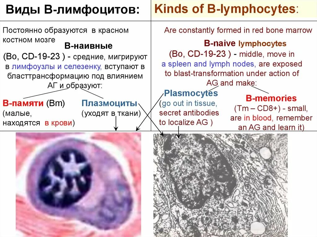 Виды лимфоцитов. В лимфе находятся лимфоциты. Бласттрансформации лимфоцитов. Наивные лимфоциты.