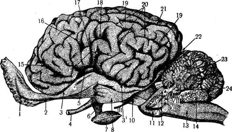 Укажите какой цифрой обозначена часть мозга млекопитающего. Строение мозга млекопитающих. Отделы головного мозга млекопитающих. Строение коры головного мозга млекопитающих.