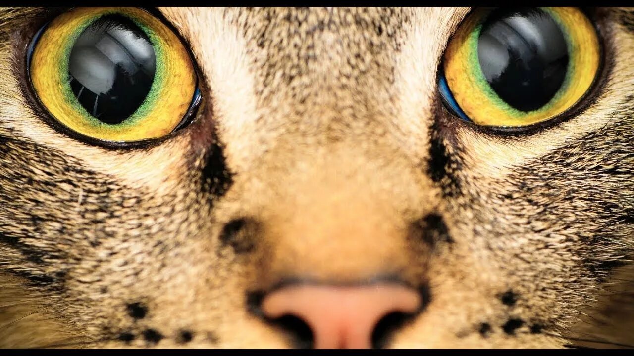 El gran puma - Documentales en el mundo - YouTube