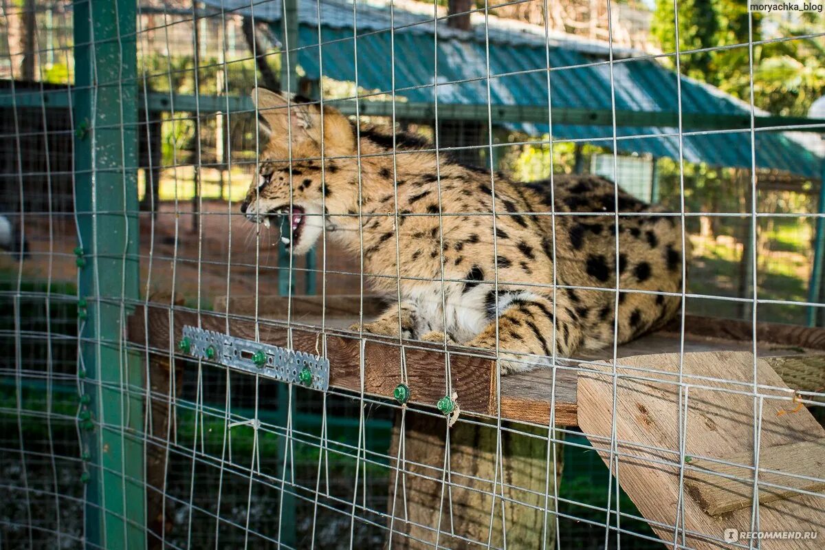 Санаторий октябрьский зоопарк. Зоопарк Адлер Октябрьский. Санаторий Октябрьский Сочи зоопарк. Зоопарк Сочи Адлер. Животные сочинского зоопарка.