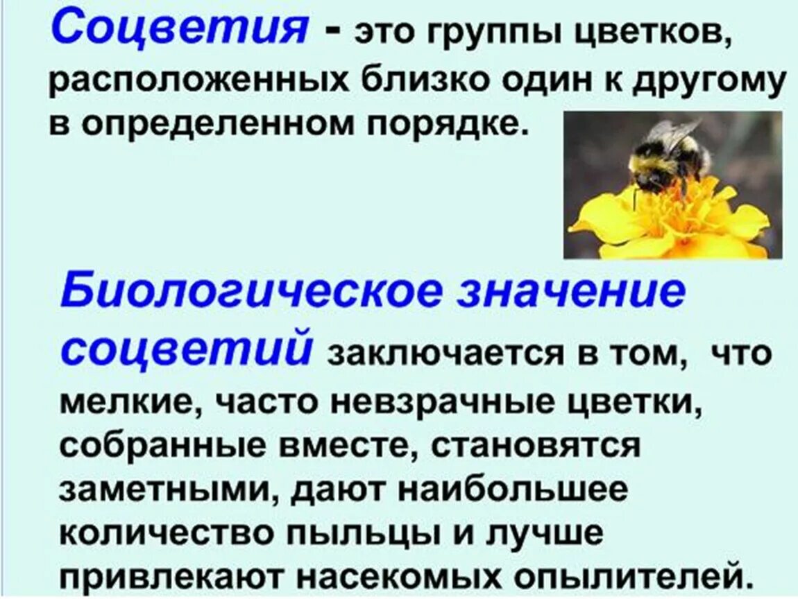 Как объяснить это с биологической точки зрения. Биологическое значение. Биологическое значение соцветий. Каково биологическое значение соцветия. Биологическое значение соцветий 6 класс биология.