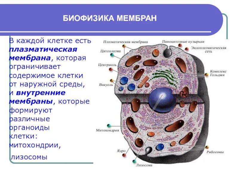 Ограничивает внутреннее содержимое клетки. Клеточная МЕМБРАНАВ клеетке. Плазматическая мембрана клетки.