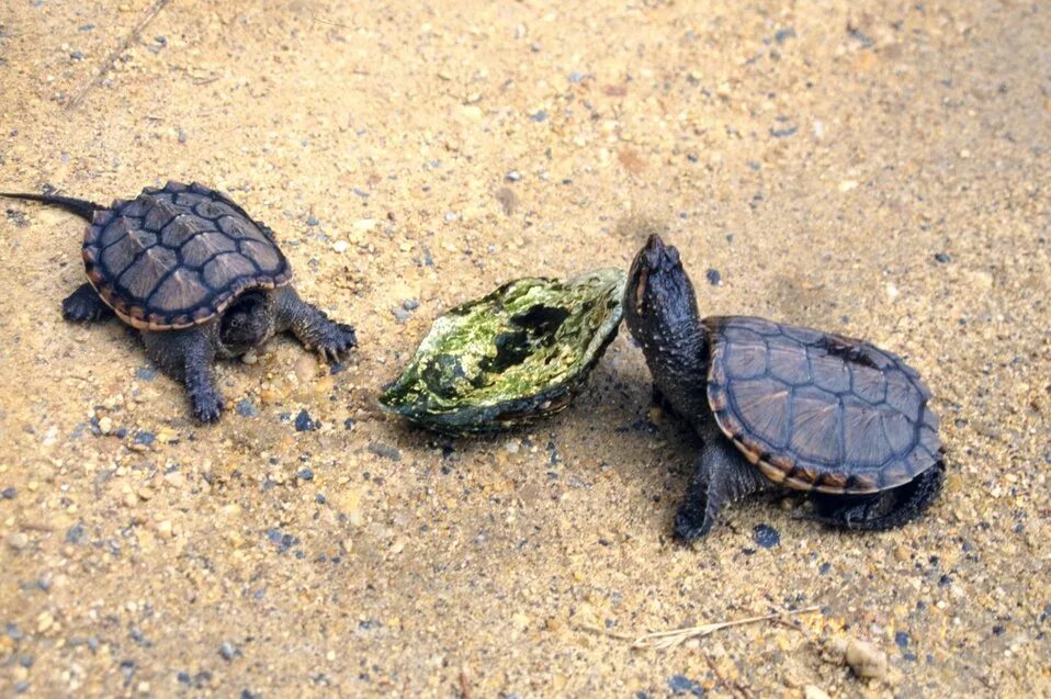 Северные черепахи. Грифовая черепаха. Macroclemys temminckii. Alligator snapping Turtle. Черепаха Матамата.