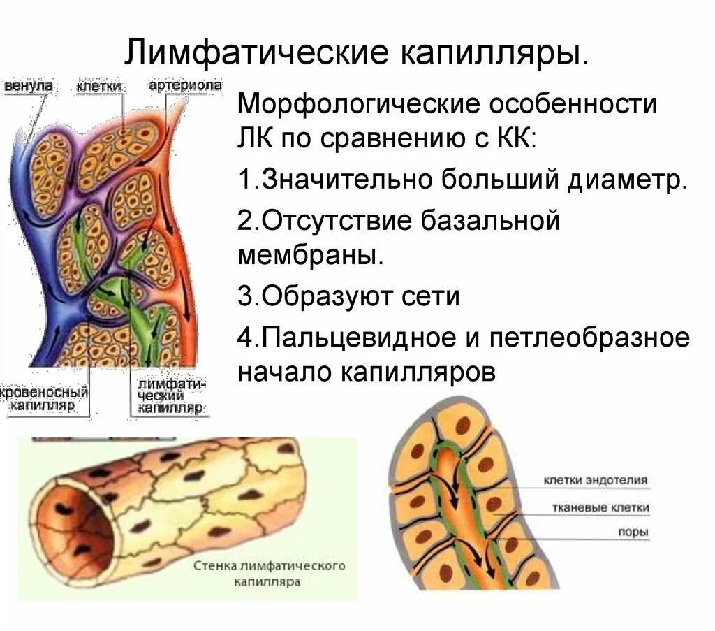 Стенка лимфатического сосуда. Строение лимфатического капилляра. Строение стенки лимфатического капилляра. Строение лимфатическиз уапиляр. Лимфатический капиляр строение.