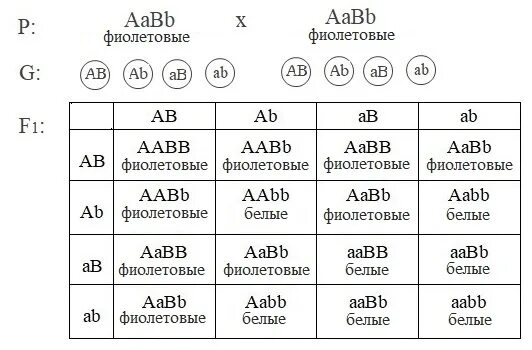 Дигибридное скрещивание AABB AABB. Скрещивание ААВB × AABB. AABB AABB генотип. AABB X AABB скрещивание.