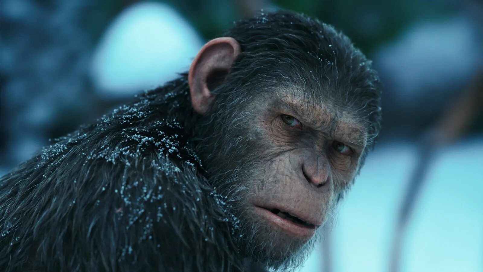 Планета обезьян Морис. Планета обезьян / Planet of the Apes (1968). Энди Серкис Планета обезьян. Восстание планеты обезьян 3
