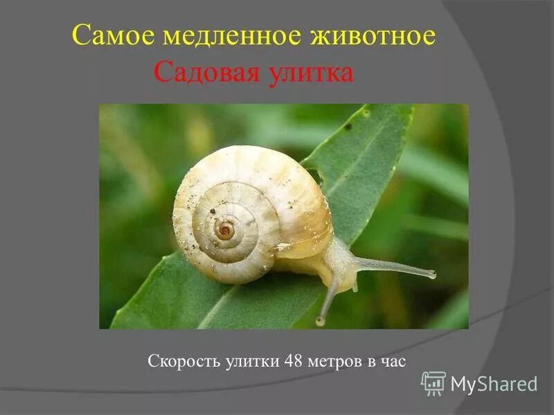 Самая медленная улитка