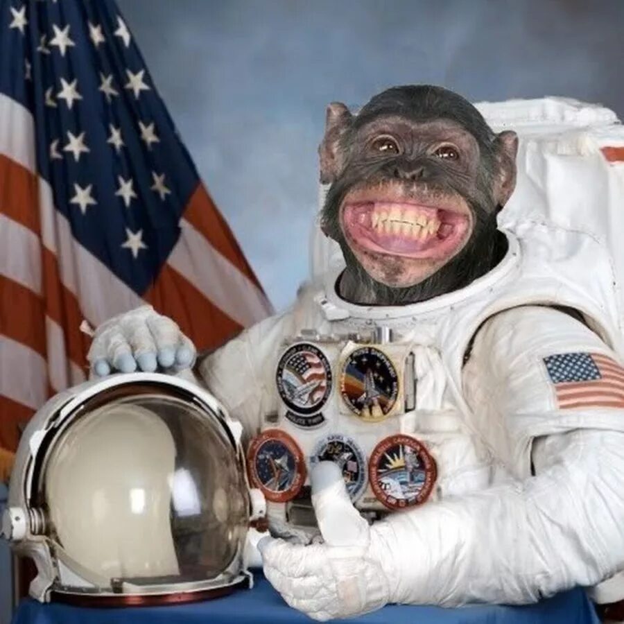 Обезьяны в космосе. Обезьяна космонавт. Space monkey