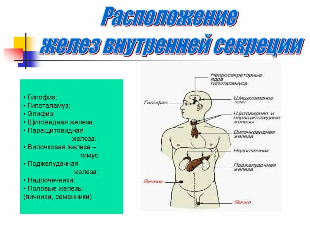 Тимус гипофункция и гиперфункция