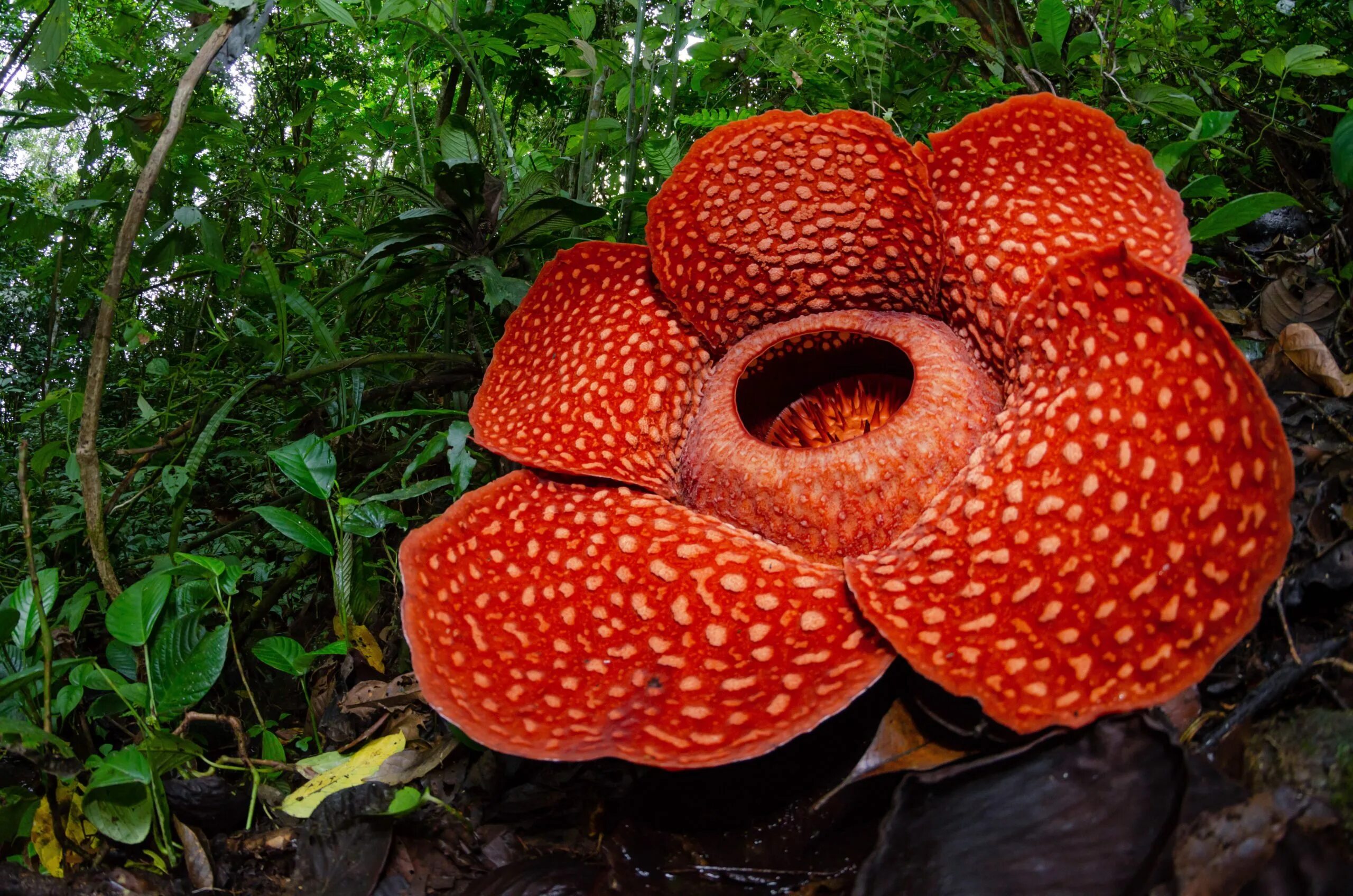 Poisonous flower. Растения тропического леса раффлезия. Раффлезия Арнольди. Растение раффлезия Арнольди. Раффлезия Арнольда растения-паразиты.